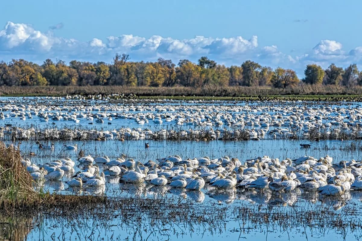 Colusa County, California
