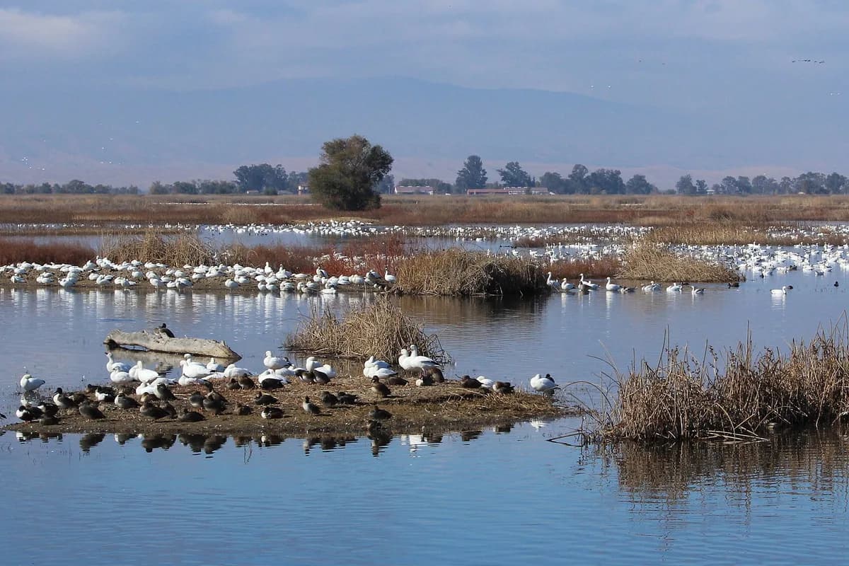 Sutter County, California