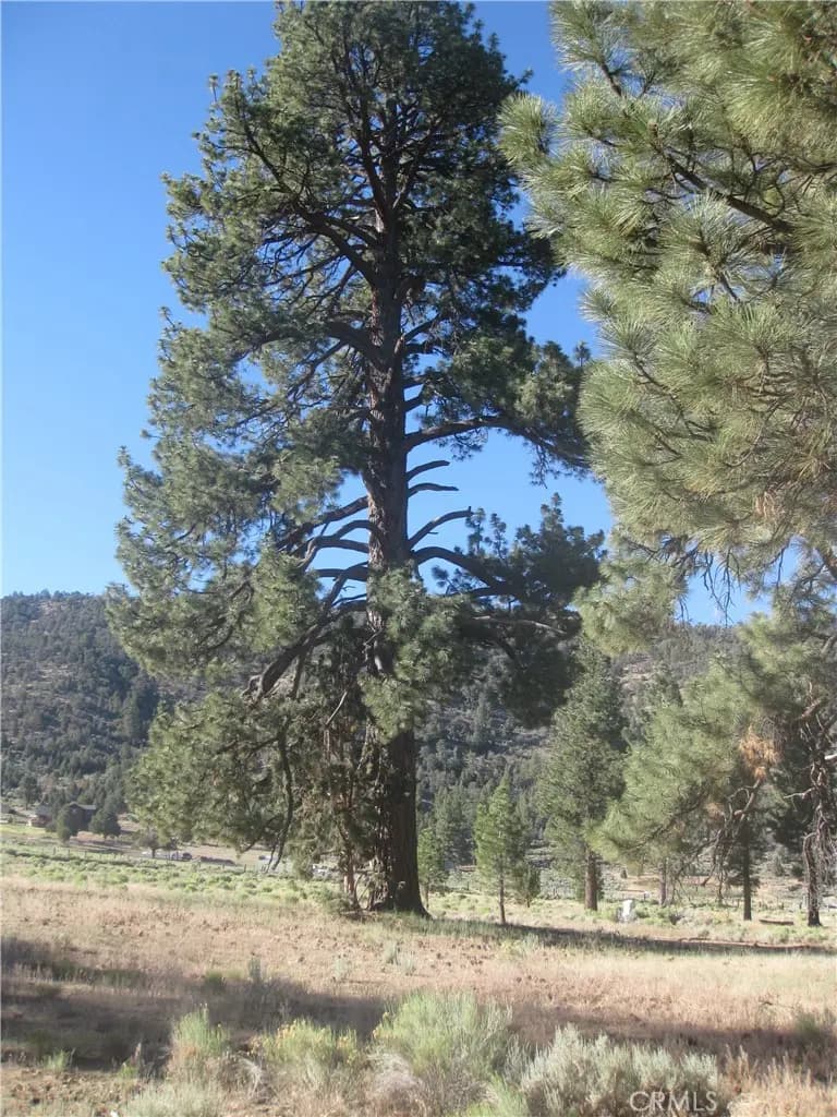 2824 Erwin Ranch Road, Big Bear City, CA — listing photo 1